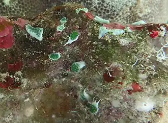 Trididemnum cyclops