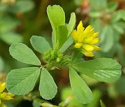 Feuilles vertes et fleur jaune d'un trèfle douteux.