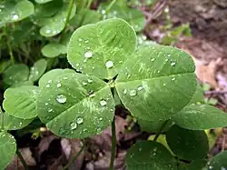 Feuilles d'un trèfle blanc avec des gouttes de rosée.