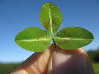 Description de l'image Trifolium semipilosum leaf4 (10733750725).jpg.