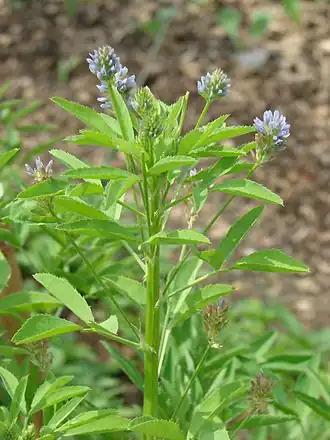 Description de l'image Trigonella caerulea.jpg.