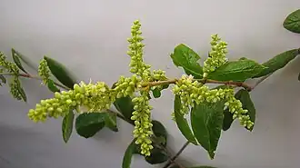 Description de l'image Trigonia nivea Cambess. var. pubescens (Cambess.) Lleras - Flickr - Alex Popovkin, Bahia, Brazil (22).jpg.