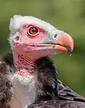 Vautour à tête blanche au Vogelpark Steinen&nbsp;(de), Allemagne. Juillet 2023.