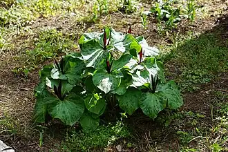 Trillium angustipetalum