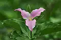 Trillium grandiflorum f.&nbsp;roseum
