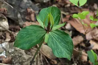 Trillium viridescens