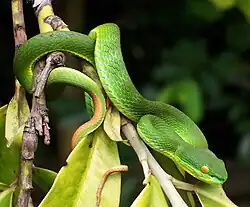 mâle