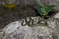 Vipère verte trimeresurus macrops