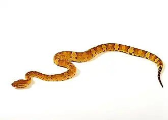 Description de l'image Trimeresurus puniceus vipere nez plat 67.jpg.