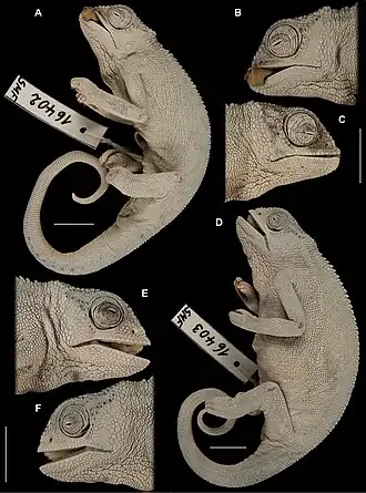 Description de l'image Trioceros affinis (10.3897-zse.97.57297) Figure 1.jpg.