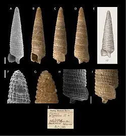 Litharium algoense.