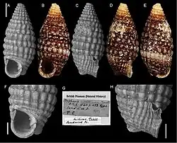 Nanaphora triticea.