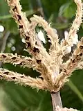 Rachis des hampes florales de Triplaris weigeltiana
