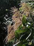 Fleurs mâles de Triplaris weigeltiana