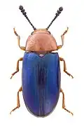 Triplax aenea