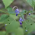 Fleurs