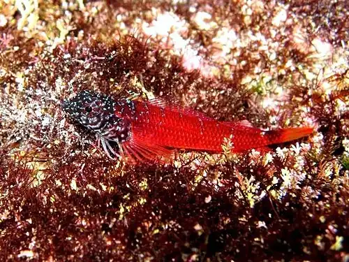 Tripterygion melanurus  (Karpathos, Grèce)