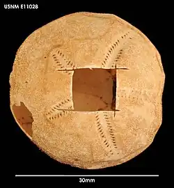 Tripylus excavatus.