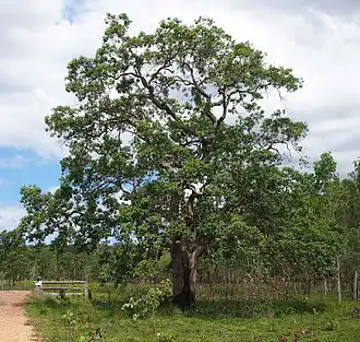 Description de l'image Tristania suaveolens.jpg.