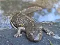 Calotriton asper - Calotriton des Pyrénées.