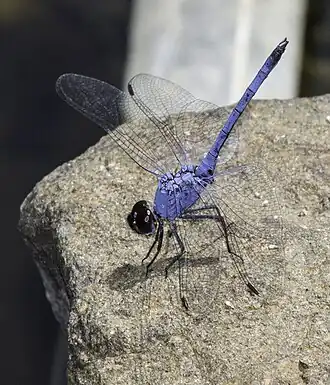 Description de l'image Trithemis donaldsoni Denim Dropwing.jpg.