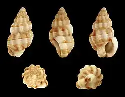 Tritia goreensis