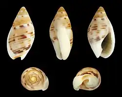 Tritia grana