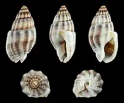 Tritia nitida