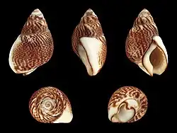 Tritia pfeifferi