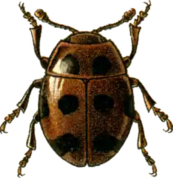 Tritoma octonotata