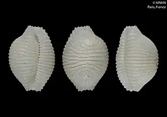 Trivirostra obliqua