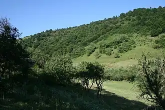 Trnavica