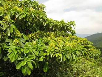 Description de l'image Trochodendron aralioides 09073.JPG.