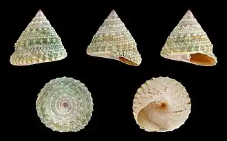 Trochus maculatus