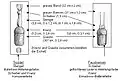 Dimensions des glands et des poings