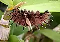 Chenille de Troides aeacus (Papilionidae)