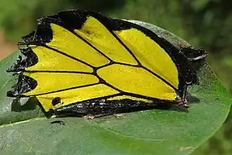 Troides minos