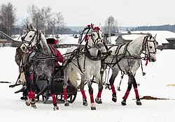 Attelage de trois chevaux gris.