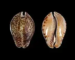 Trona stercoraria