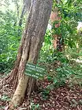 Le Bouleau d'Afrique (Anogeissus leiocarpa) est présent près des cours d'eau, même intermittents.