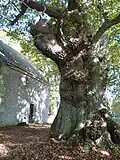Tronc du chêne pédonculé.