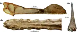 Crâne du parent plus complètement connu Tropeognathus du Brésil ; la crête commence au bout du museau, contrairement à Cimoliopterus