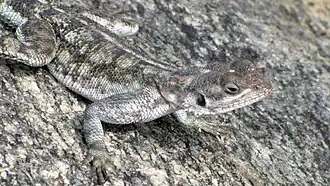 Description de l'image Tropical_Spiny_Agama,_closeup,_Serengeti.jpg.