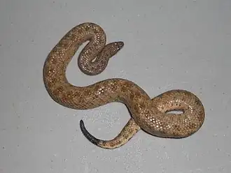Description de l'image Tropidophis canus.jpg.