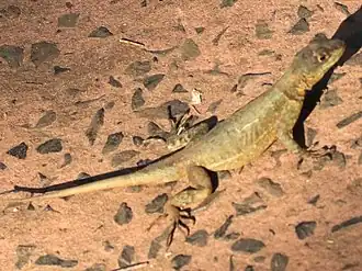 Description de l'image Tropidurus catalanensis-basking.jpg.