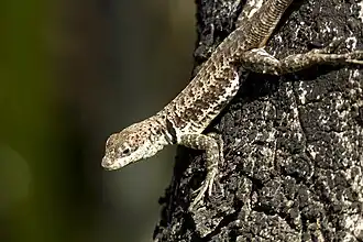 Description de l'image Tropidurus torquatus.jpg.