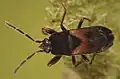 Tropistethus holosericus, Finlande