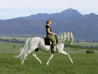 Le trot