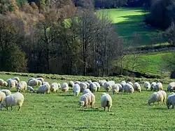 Un troupeau de moutons dans le Pays basque