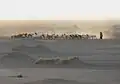 Troupeau et son berger au lac Abbe en 2005.